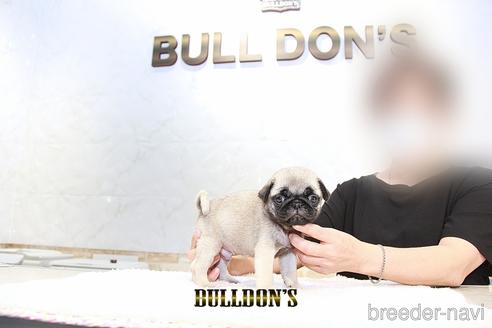 成約済の東京都のパグ-192710の2枚目