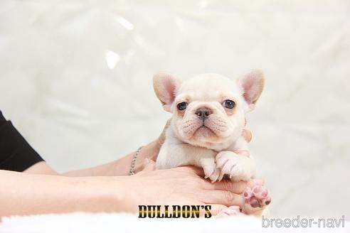 成約済の東京都のフレンチブルドッグ-192713の1枚目