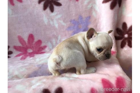 成約済の埼玉県のフレンチブルドッグ-192737の2枚目