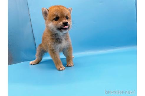 成約済の東京都の柴犬-192805の5枚目