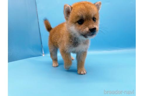 成約済の東京都の柴犬-192805の3枚目