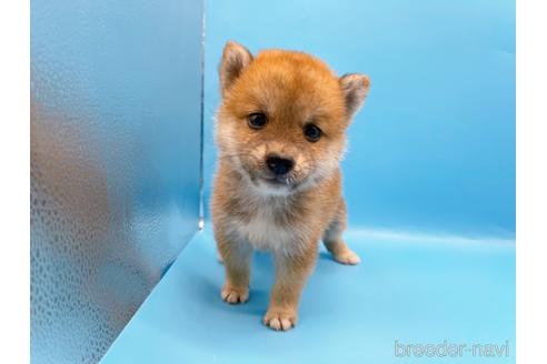 成約済の東京都の柴犬-192805の1枚目