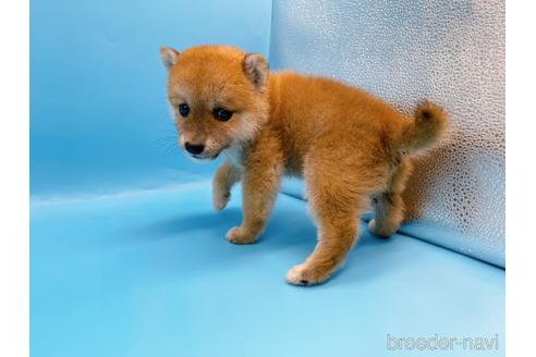 成約済の東京都の柴犬-192805の4枚目