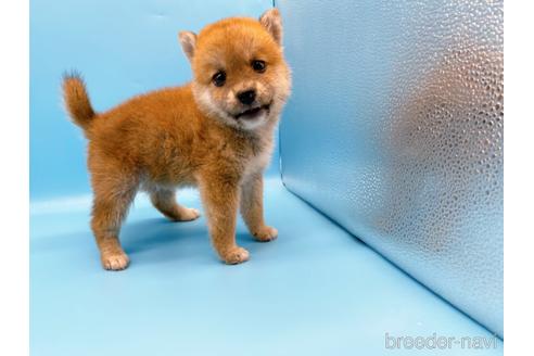 成約済の東京都の柴犬-192805の2枚目