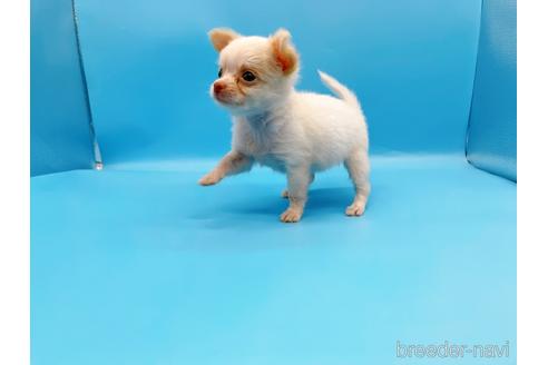 成約済の東京都のチワワ(ロングコート)-192803の14枚目