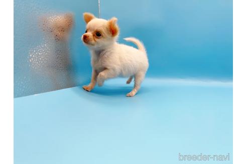 成約済の東京都のチワワ(ロングコート)-192803の15枚目