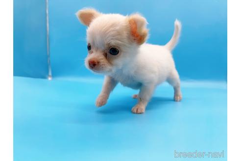 成約済の東京都のチワワ(ロングコート)-192803の16枚目