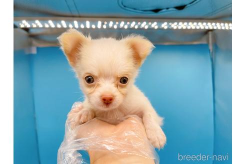 成約済の東京都のチワワ(ロングコート)-192803の12枚目