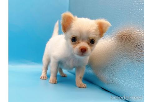 成約済の東京都のチワワ(ロングコート)-192803の13枚目