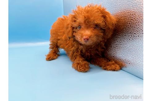 成約済の東京都のトイプードル-192807