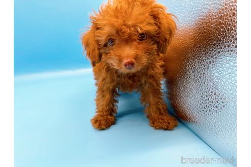 成約済の東京都のトイプードル-192807の2枚目