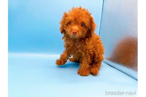 成約済の東京都のトイプードル-192807の3枚目