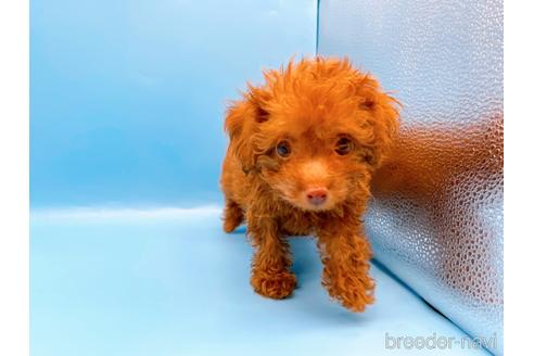 成約済の東京都のトイプードル-192807の4枚目