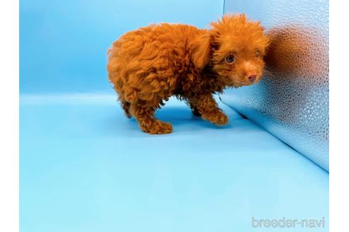 成約済の東京都のトイプードル-192807の5枚目