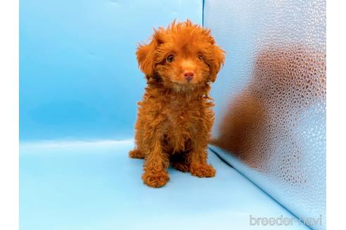 成約済の東京都のトイプードル-192807の6枚目