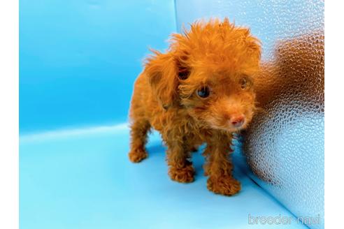 成約済の東京都のトイプードル-192807の7枚目