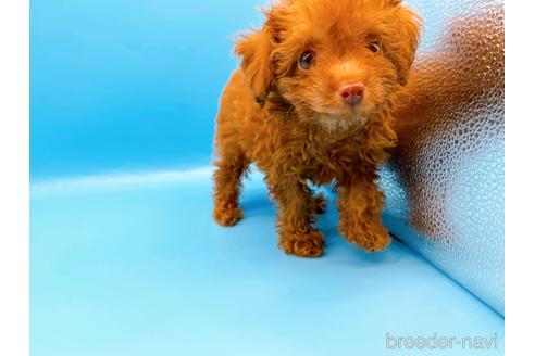 成約済の東京都のトイプードル-192807の8枚目