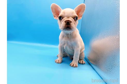 成約済の東京都のフレンチブルドッグ-195776の2枚目