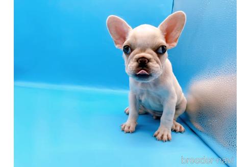 成約済の東京都のフレンチブルドッグ-195776