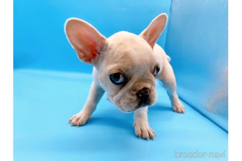 成約済の東京都のフレンチブルドッグ-195776の4枚目