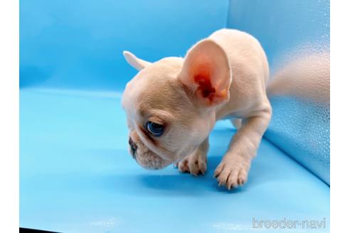 成約済の東京都のフレンチブルドッグ-195776の5枚目