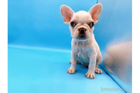 成約済の東京都のフレンチブルドッグ-195776の6枚目