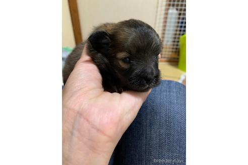 宮崎県のミックス ポメプー ポメラニアン トイプードル 女の子 22 07 16生まれ ブラックタン 子犬id ブリーダーナビ
