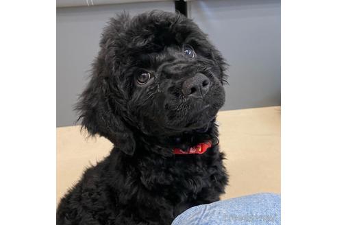 成約済の東京都のミックス犬-187325の20枚目