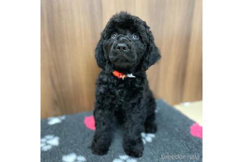 成約済の東京都のミックス犬-187325の19枚目