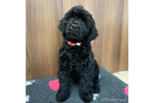 成約済の東京都のミックス犬-187325の18枚目