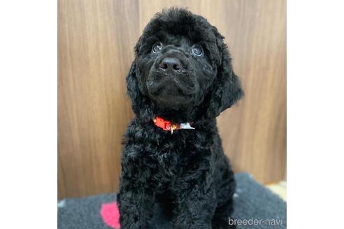 成約済の東京都のミックス犬-187325の17枚目