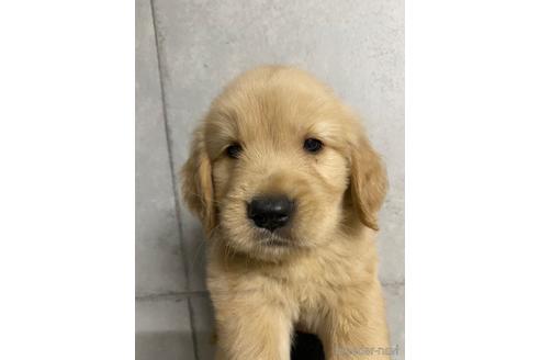 ゴールデンレトリーバーの子犬を探す ブリーダーナビ