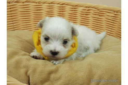 成約済の埼玉県のマルチーズ-192795の1枚目