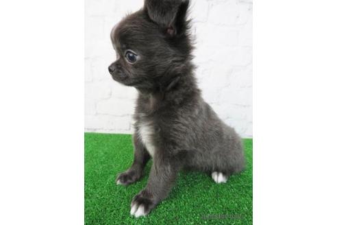 成約済の大阪府のチワワ(ロングコート)-192815の3枚目