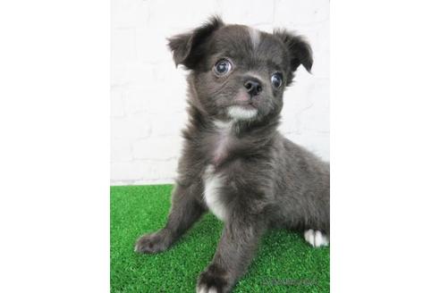 成約済の大阪府のチワワ(ロングコート)-192815の4枚目