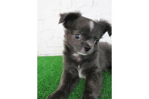 成約済の大阪府のチワワ(ロングコート)-192815の2枚目