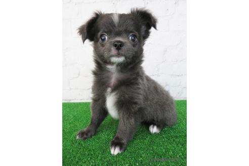 成約済の大阪府のチワワ(ロングコート)-192815