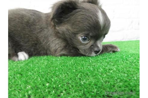 成約済の大阪府のチワワ(ロングコート)-192815の5枚目