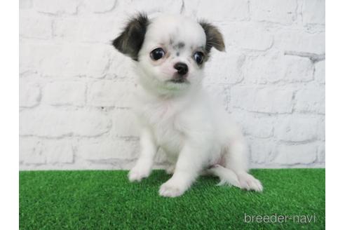 成約済の大阪府のチワワ(ロングコート)-192816の2枚目