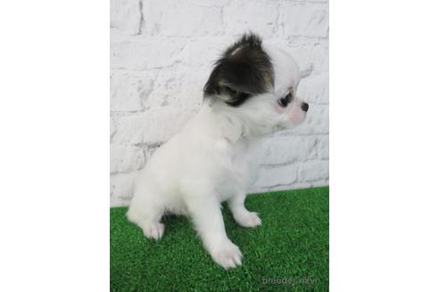 成約済の大阪府のチワワ(ロングコート)-192816の4枚目