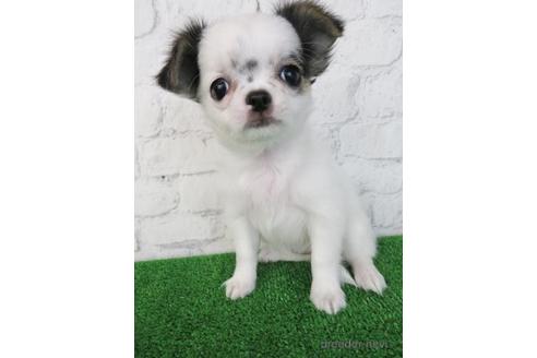 成約済の大阪府のチワワ(ロングコート)-192816の5枚目