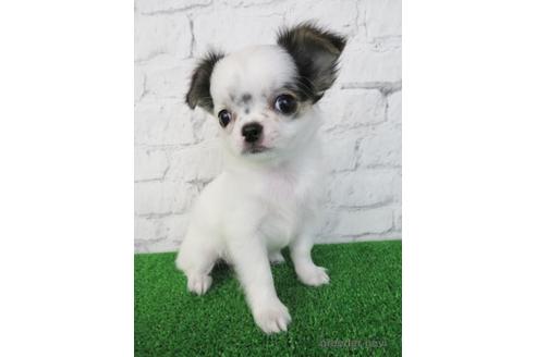 成約済の大阪府のチワワ(ロングコート)-192816