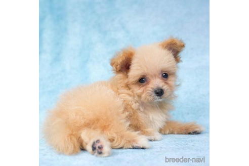 成約済の東京都のポメプー:ポメラニアン×トイプードル-192825の2枚目