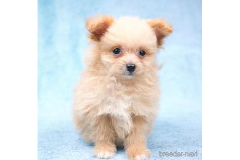 成約済の東京都のポメプー:ポメラニアン×トイプードル-192825の5枚目