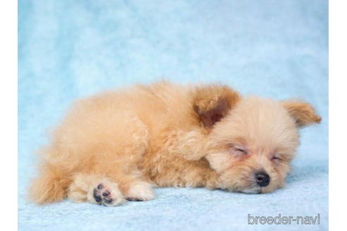 成約済の東京都のポメプー:ポメラニアン×トイプードル-192825の4枚目