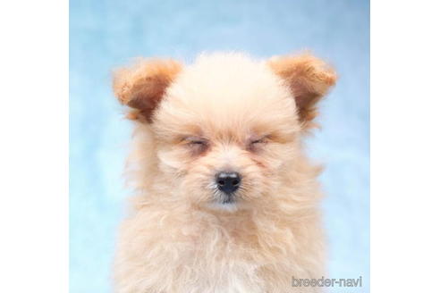 成約済の東京都のポメプー:ポメラニアン×トイプードル-192825の3枚目