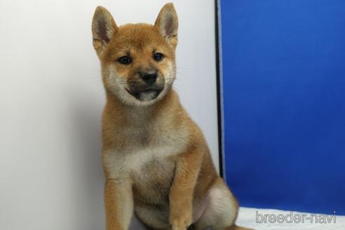 成約済の愛知県の柴犬-185146の7枚目