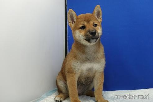 成約済の愛知県の柴犬-185146の6枚目
