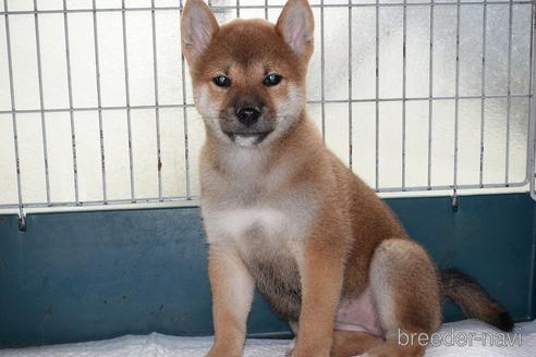 成約済の愛知県の柴犬-185146の5枚目