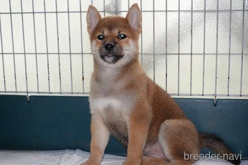 成約済の愛知県の柴犬-185146の4枚目